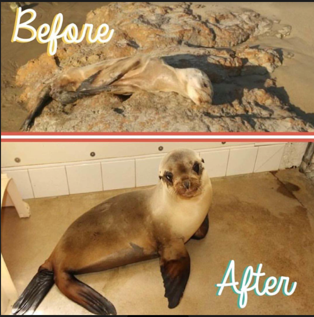 Harrington before and after rehabilitation at the centre. Photo: PMMC
