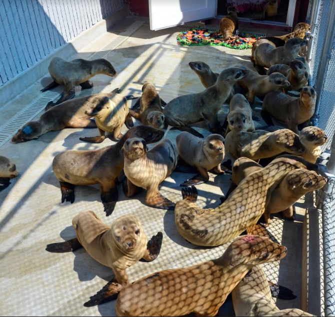 Injured mammals ready for rehabilitation. Photo: PMMC