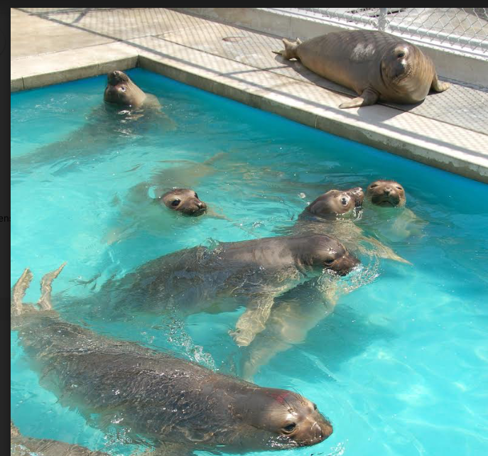 Bunch of ellies in the pool. Photo: PMMC