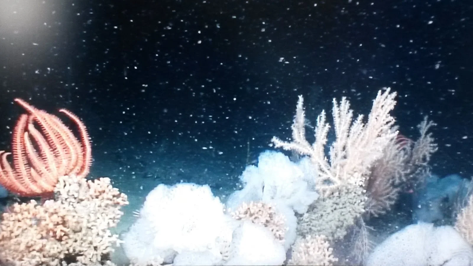Marine snow falling on a coral garden. Photo: Megan Cook http://scientistsatsea.blogspot.com/2016/06/submarine-canyons-ecosystem-services.html
