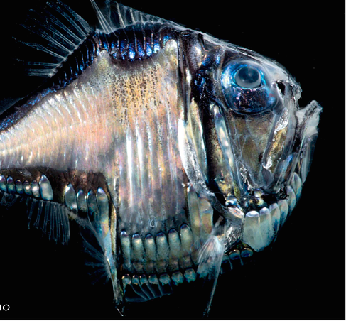 When is a FISH like a CANARY?