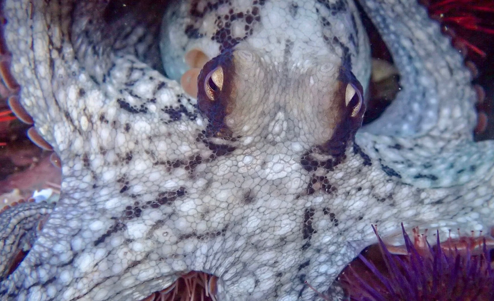 Animal Allies: The Octopus as an Unlikely Candidate