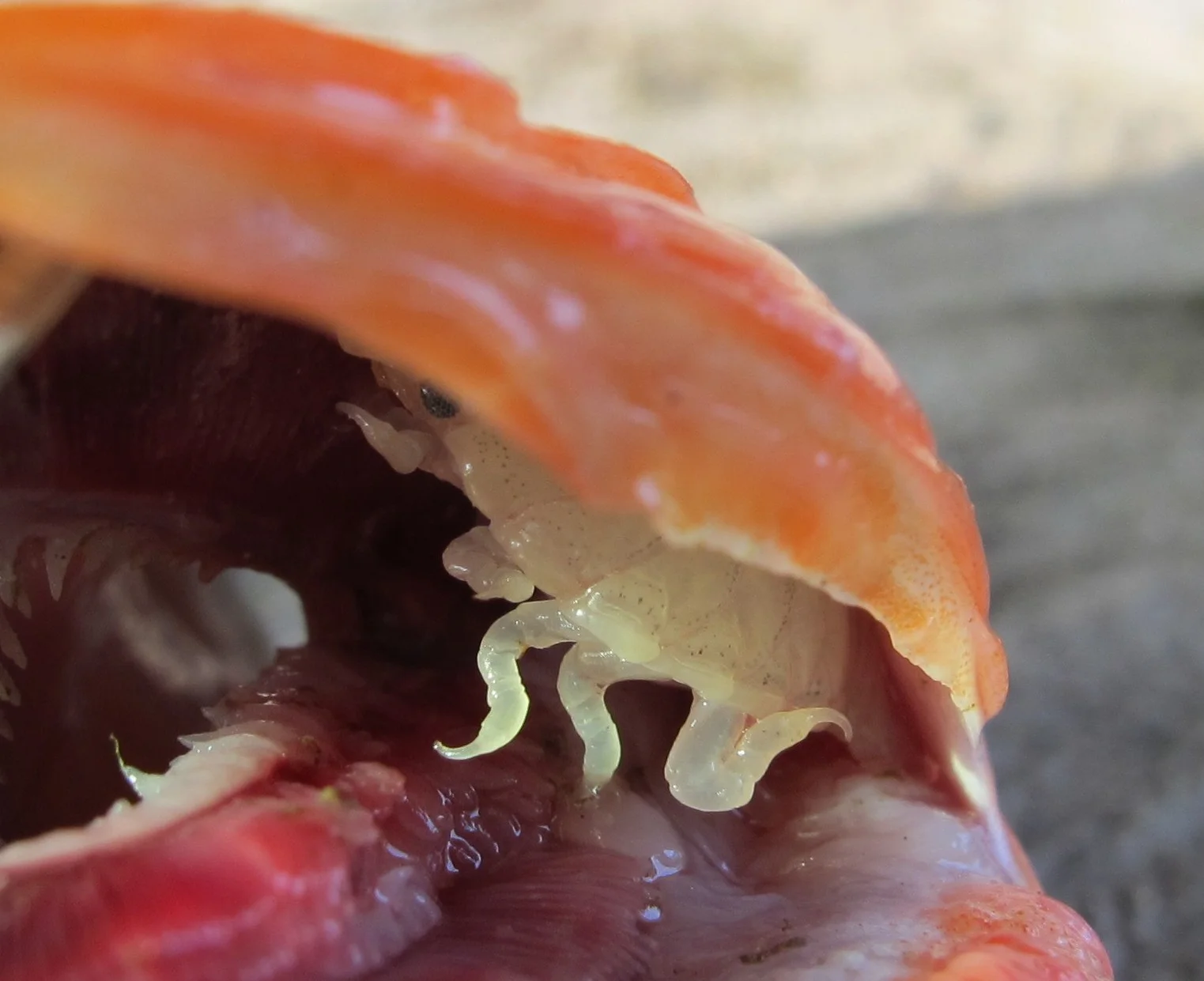 Creepy Parasite Stories for the Dinner Table