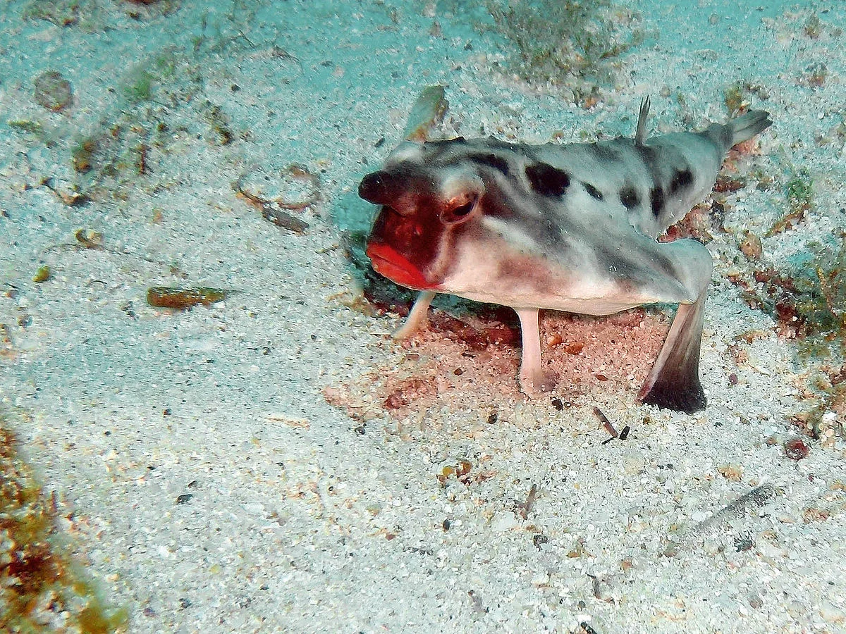 The Bats of the Sea