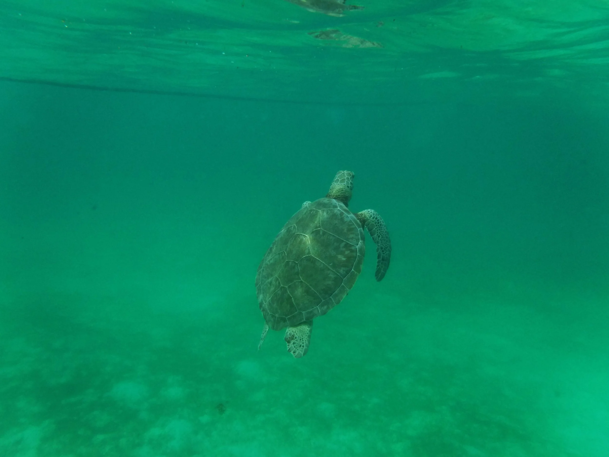 A sea turtle ascends for a breath of air after grazing in a seagrass bed. Photo: Daniella Marston