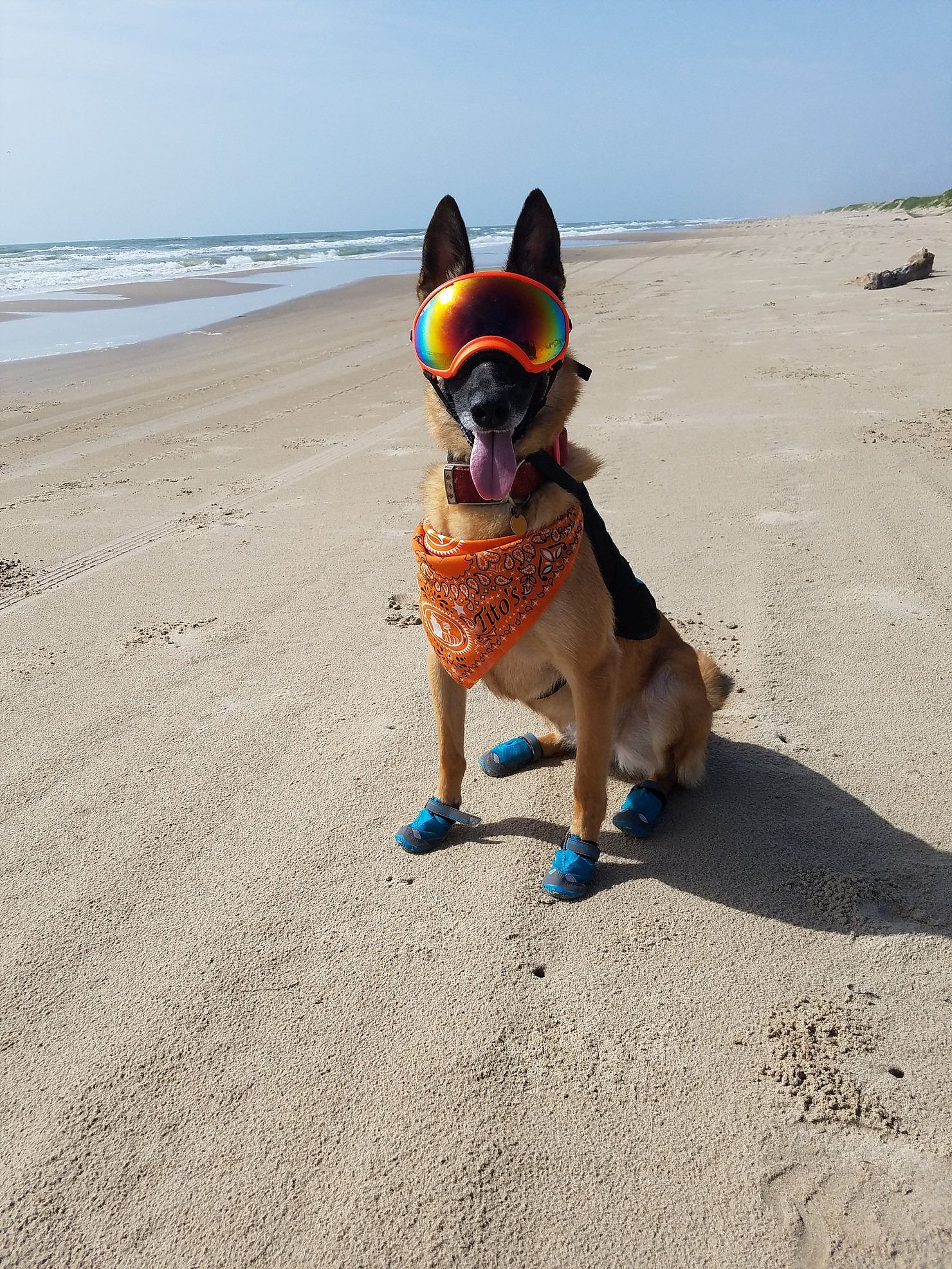 Jarvis is just starting her training, but we expect her to be ready to deploy late this spring! Jarvis was pulled from a very high kill shelter in south Texas and while at a temporary foster, her ball drive and working potential were recognized. Photo: @K9s4Conservation