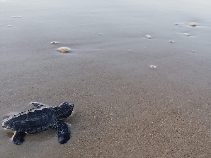A Kemp's Ridley hatchling on Padre Island, Texas. Photo: @K9s4Conservation