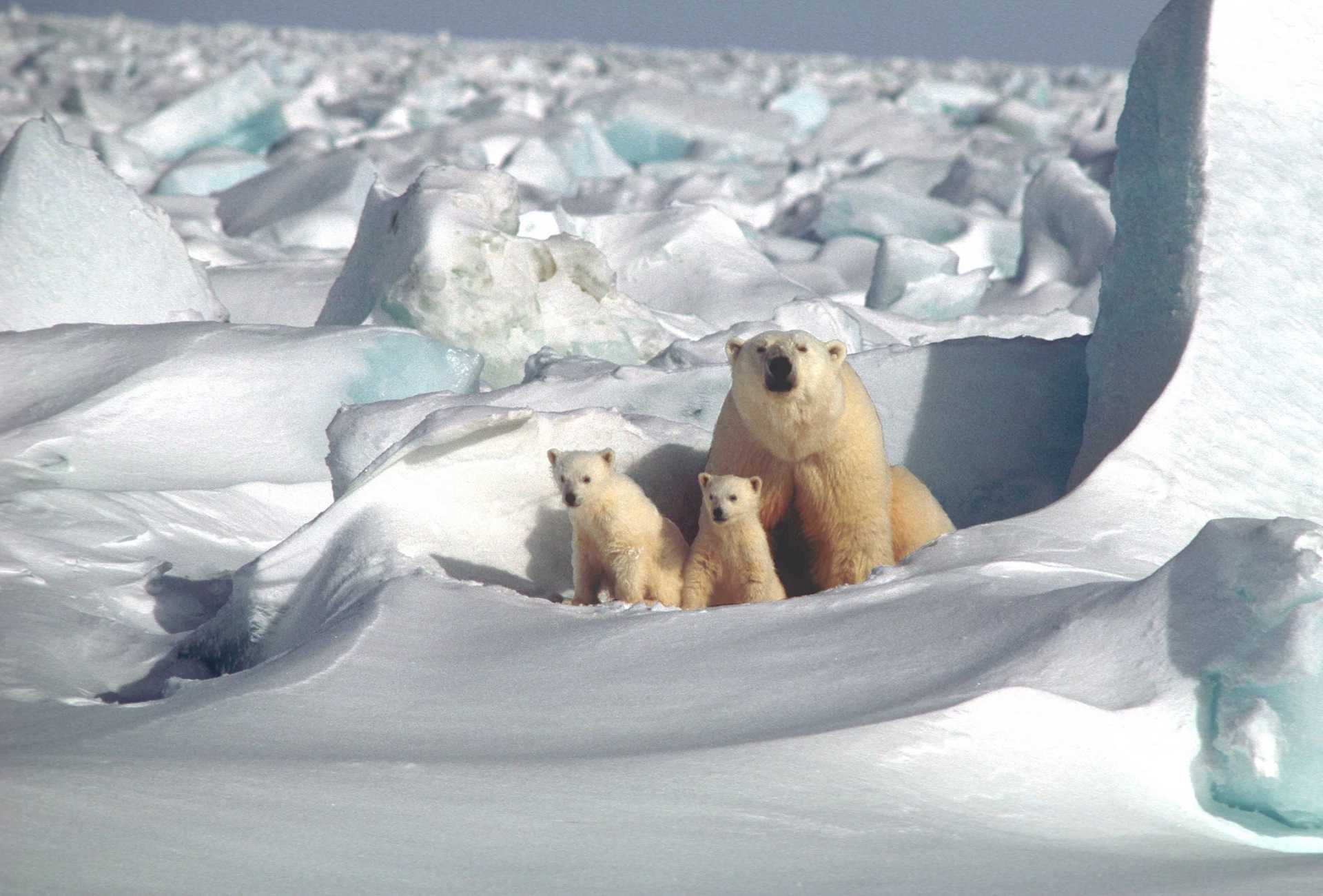 Polar Bears: The Poster Child of Climate Change — The Marine Diaries