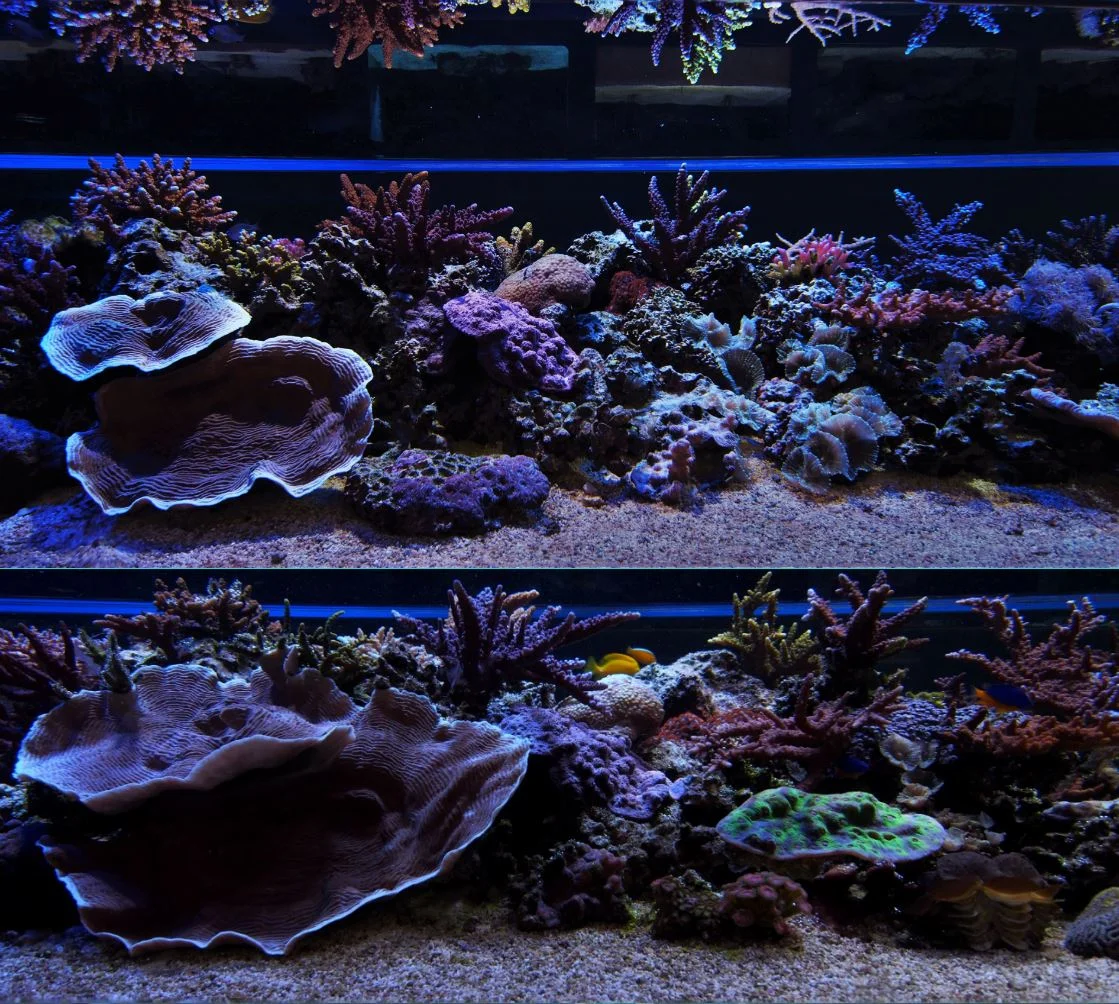 Growing coral in a closed system. Photo: Lewis Cocks