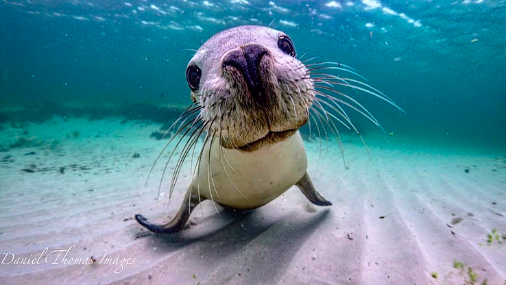 A playful seal. Photo: Daniel Browne