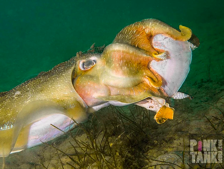 Photo: Pink Tank Scuba