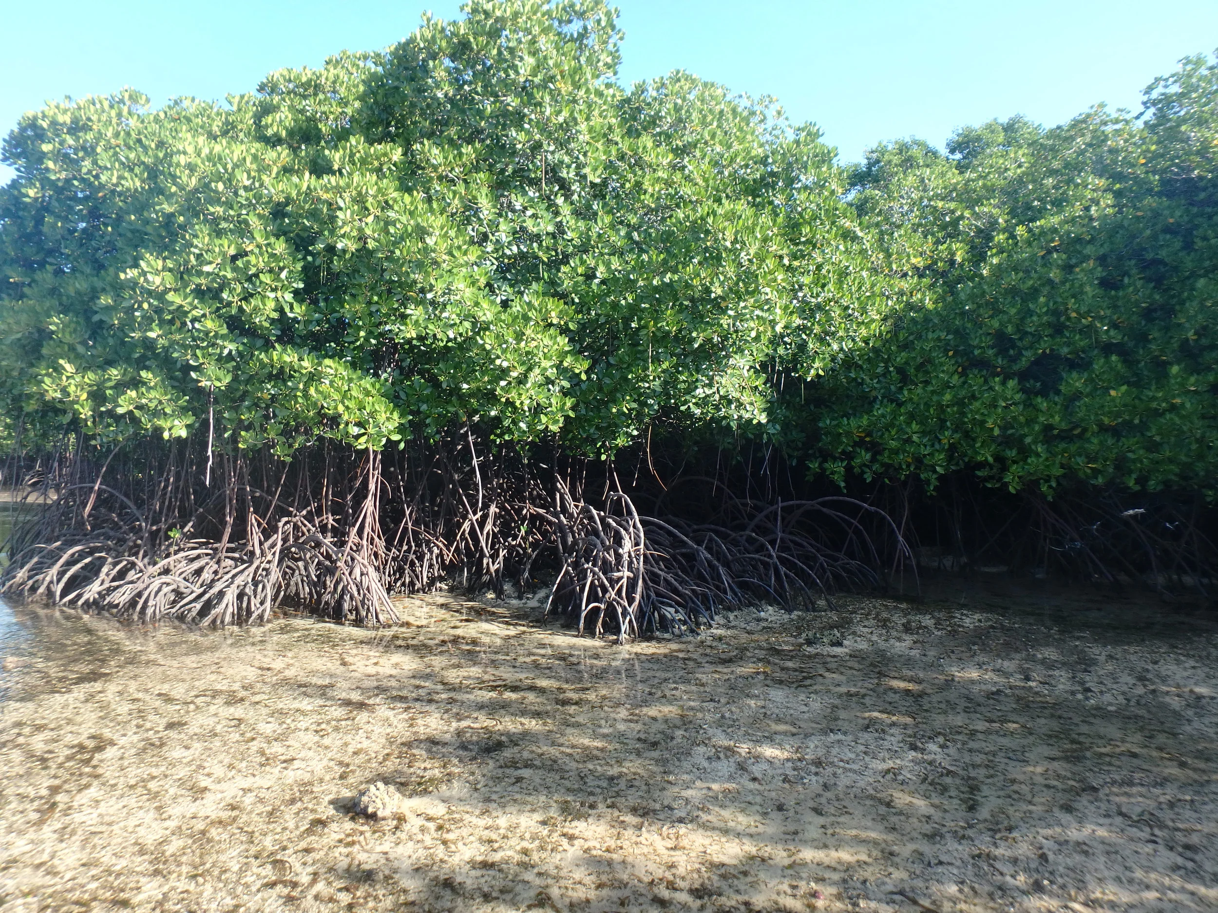 Mangroves: The Survivors