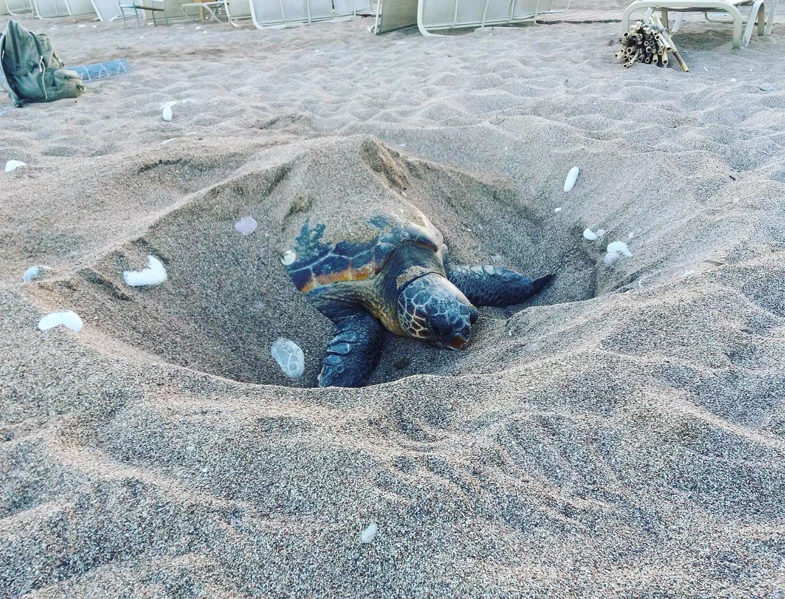 How Hot is Too Hot for Our Marine Turtles?