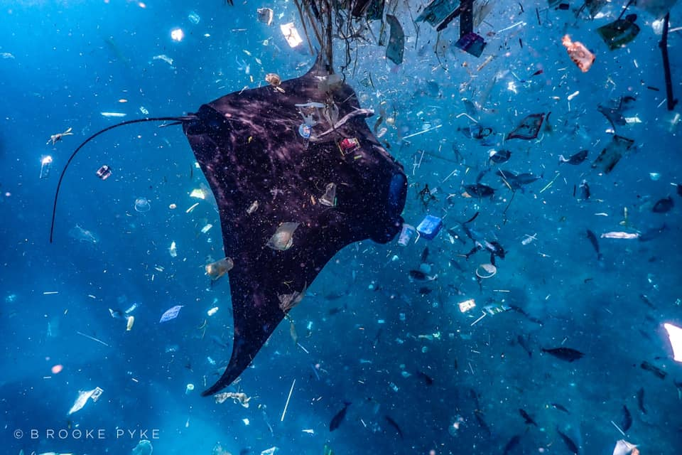 Floating Plastic and Filter-Feeders: A Recipe for Disaster?