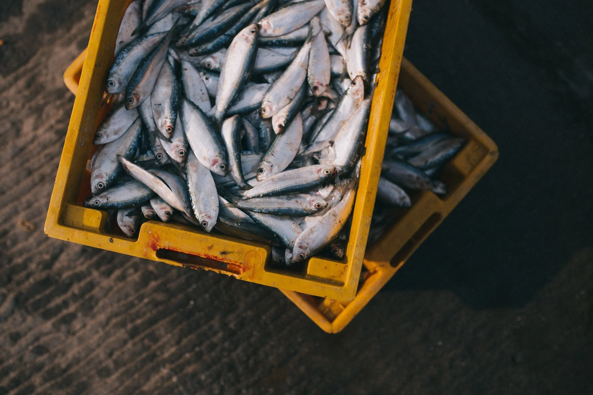 …And Add a Tablespoon of Plastics: Plastic on Your Plate