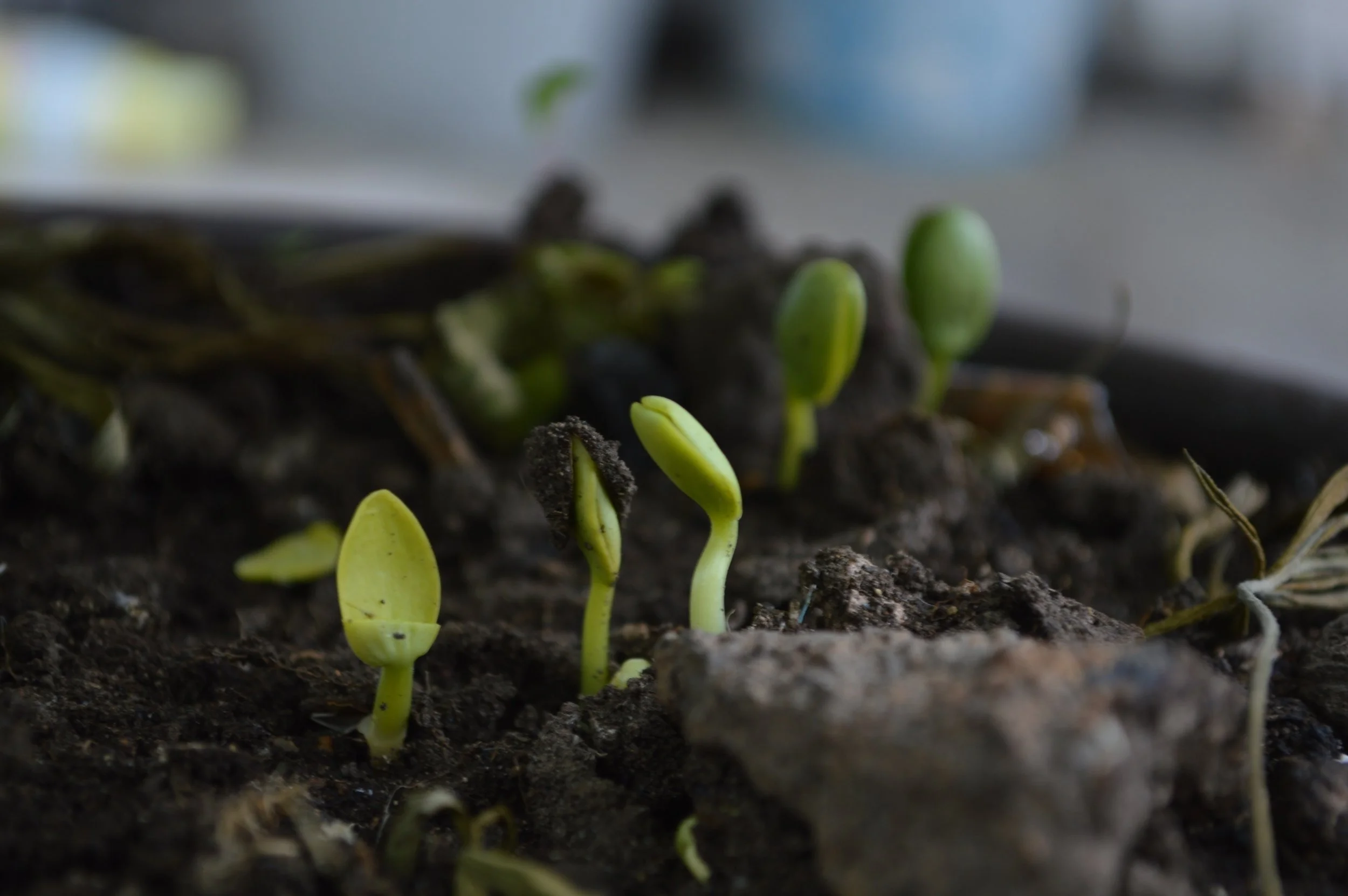 The degradation products from compostable products must be able to support plant growth. Photo: Pixabay
