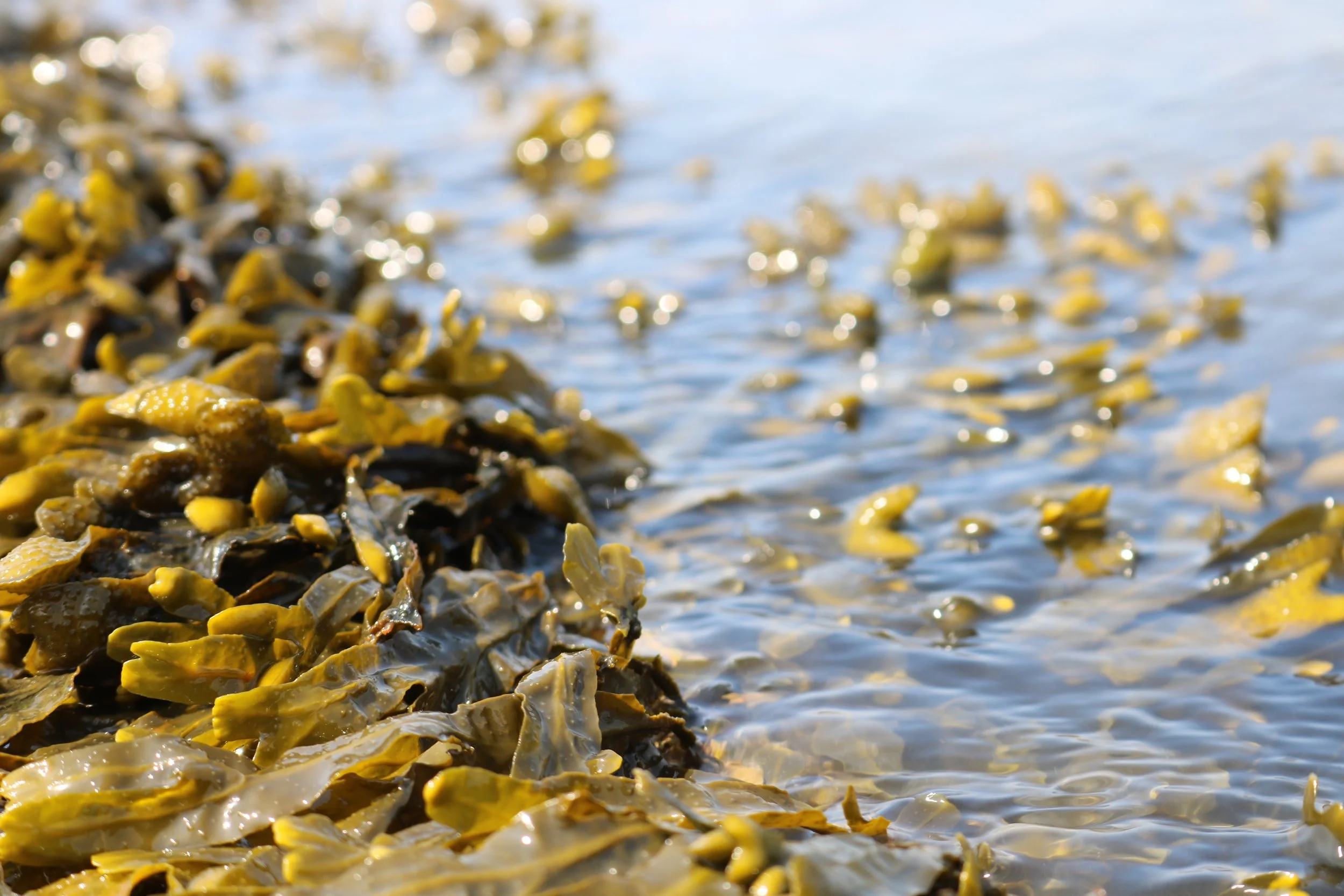 Seaweed is edible, and naturally biodegradable! Photo: Pixabay