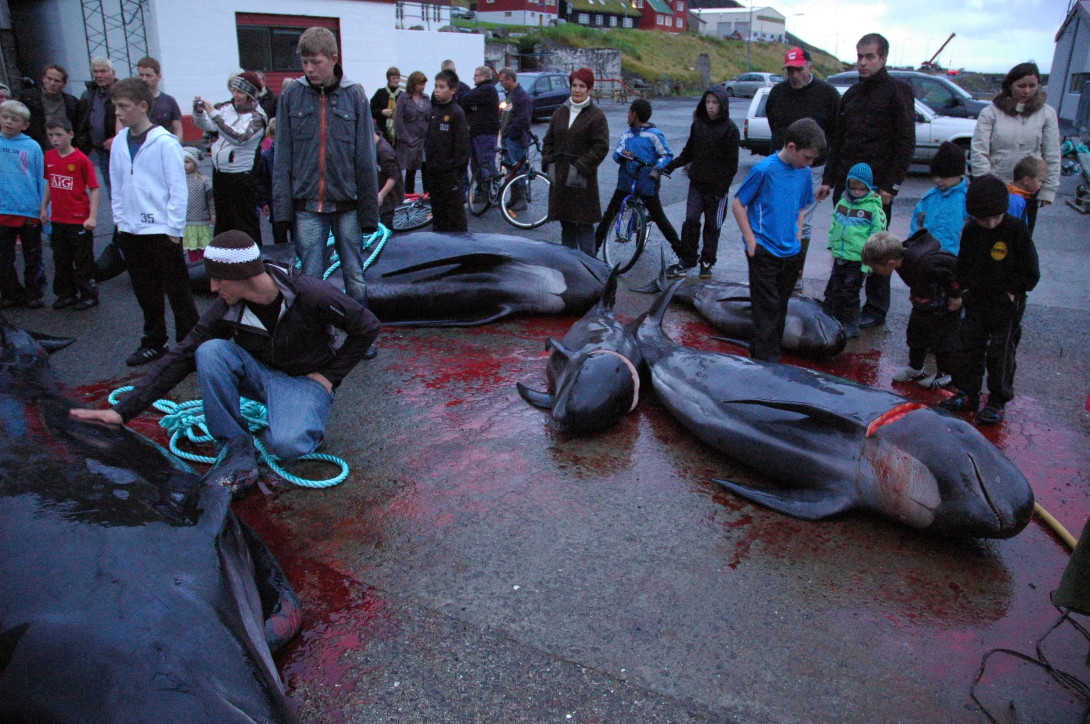 Community in the Faroes gathering to divvy out Pilot whales. Photo: Russell Fielding