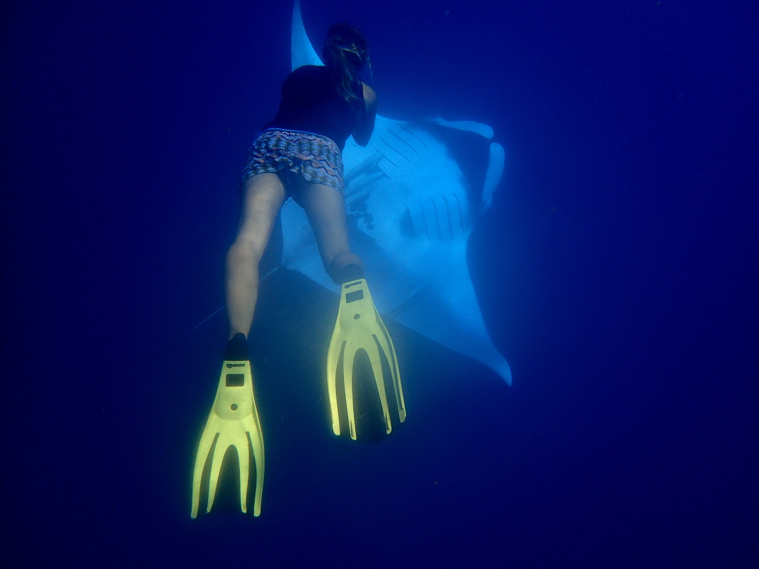 In Pursuit of Plankton: The Effect of Climate Change on Manta Ray Food Sources