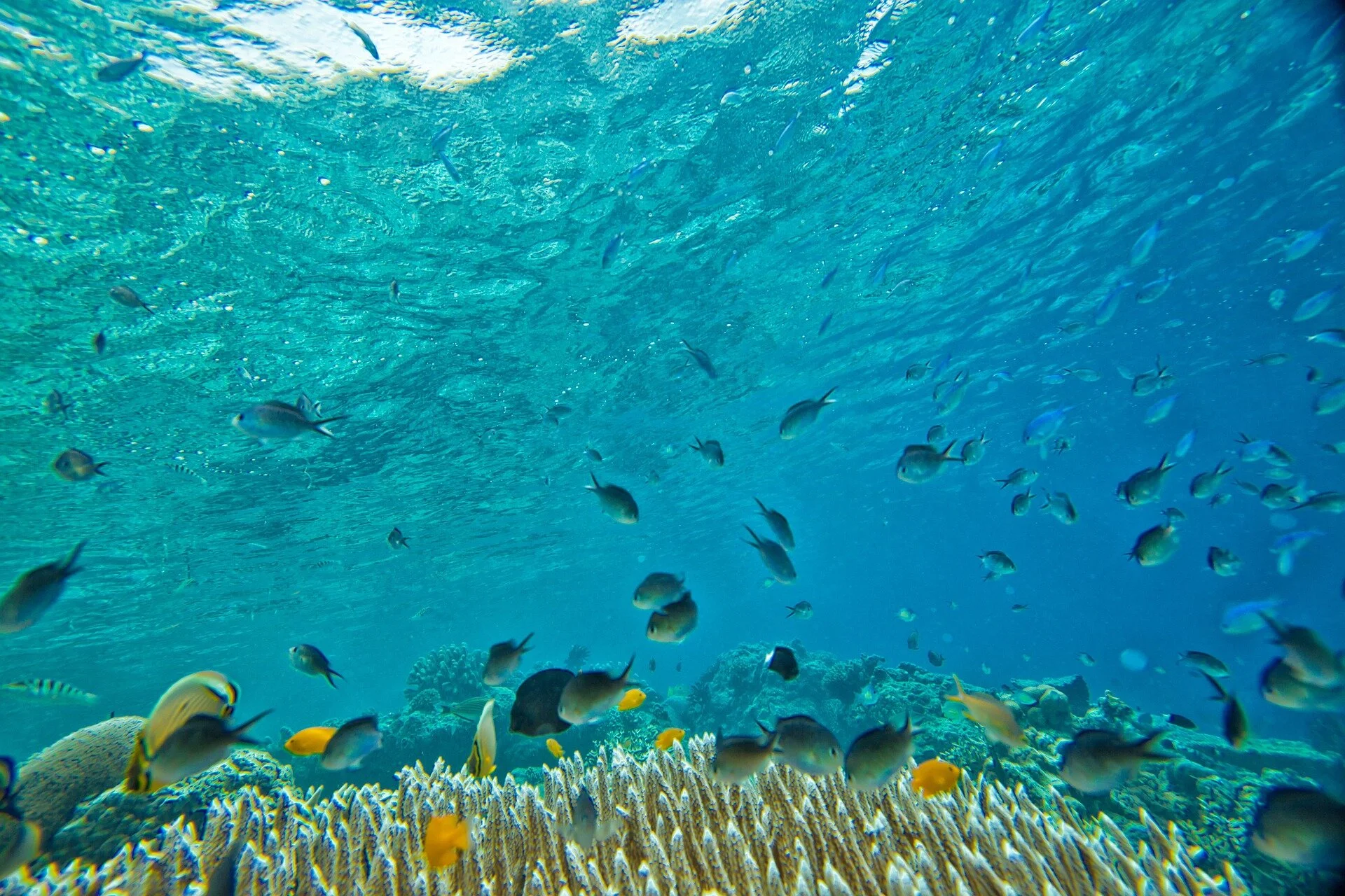 Tristin’s dad stuffed a banana in her pocket on one of her first dives, which caused a ‘rainbow coalition’ of fish to swarm around her! Photo: Pixabay