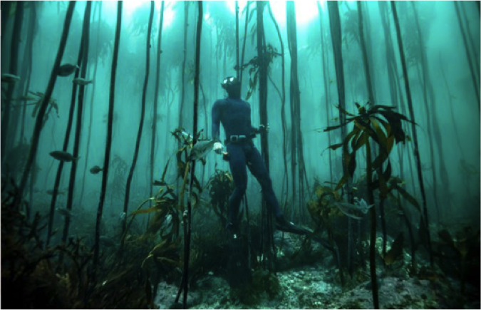 Exploring beautiful and important kelp forest habitats. Photo: Cape RADD