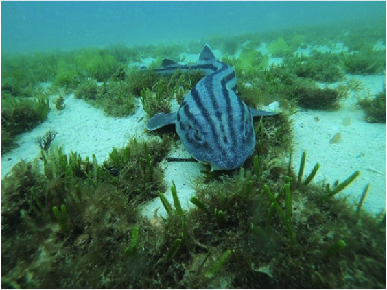 One of South Africa’s endemic species the Pyjama shark ( Poroderma africanum ). Photo: Cape RADD