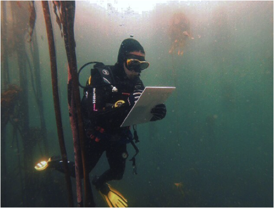 Conducting fish surveys on the distribution rates and density of kelp forest. Photo: Cape RADD