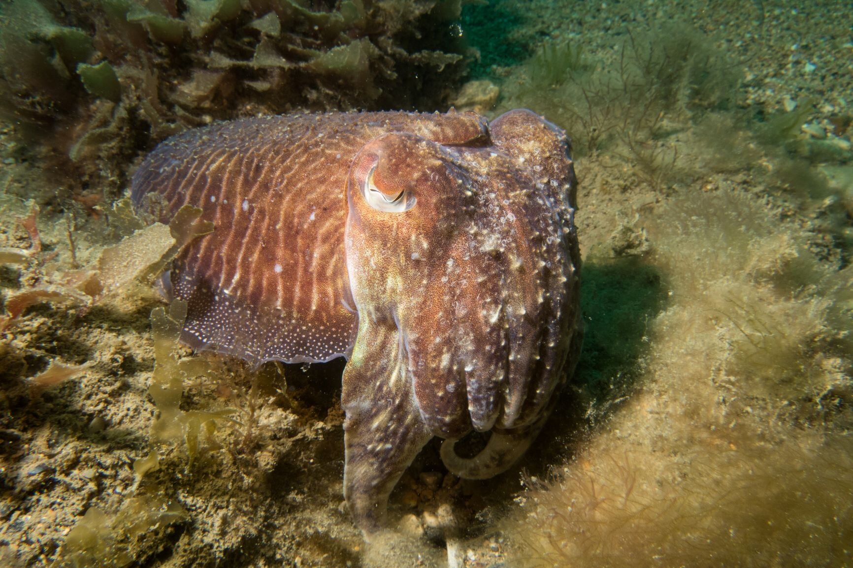 Common cuttlefish1 JHatcher-1947.JPG