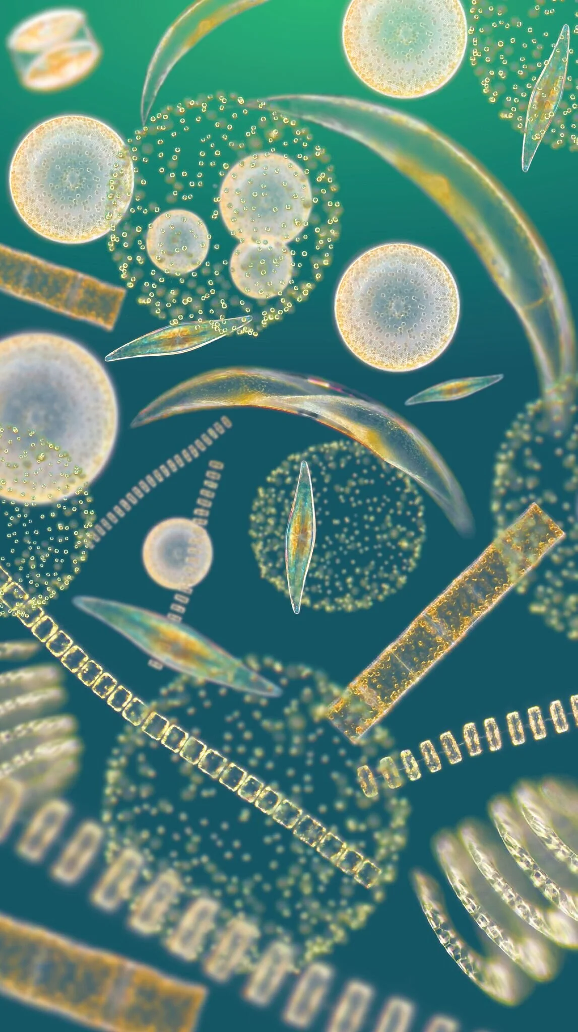 A glance at the microscopic world of the phytoplankton- look at all the different shapes and forms! Photo: Richard Kirby, The Secchi Disk Study