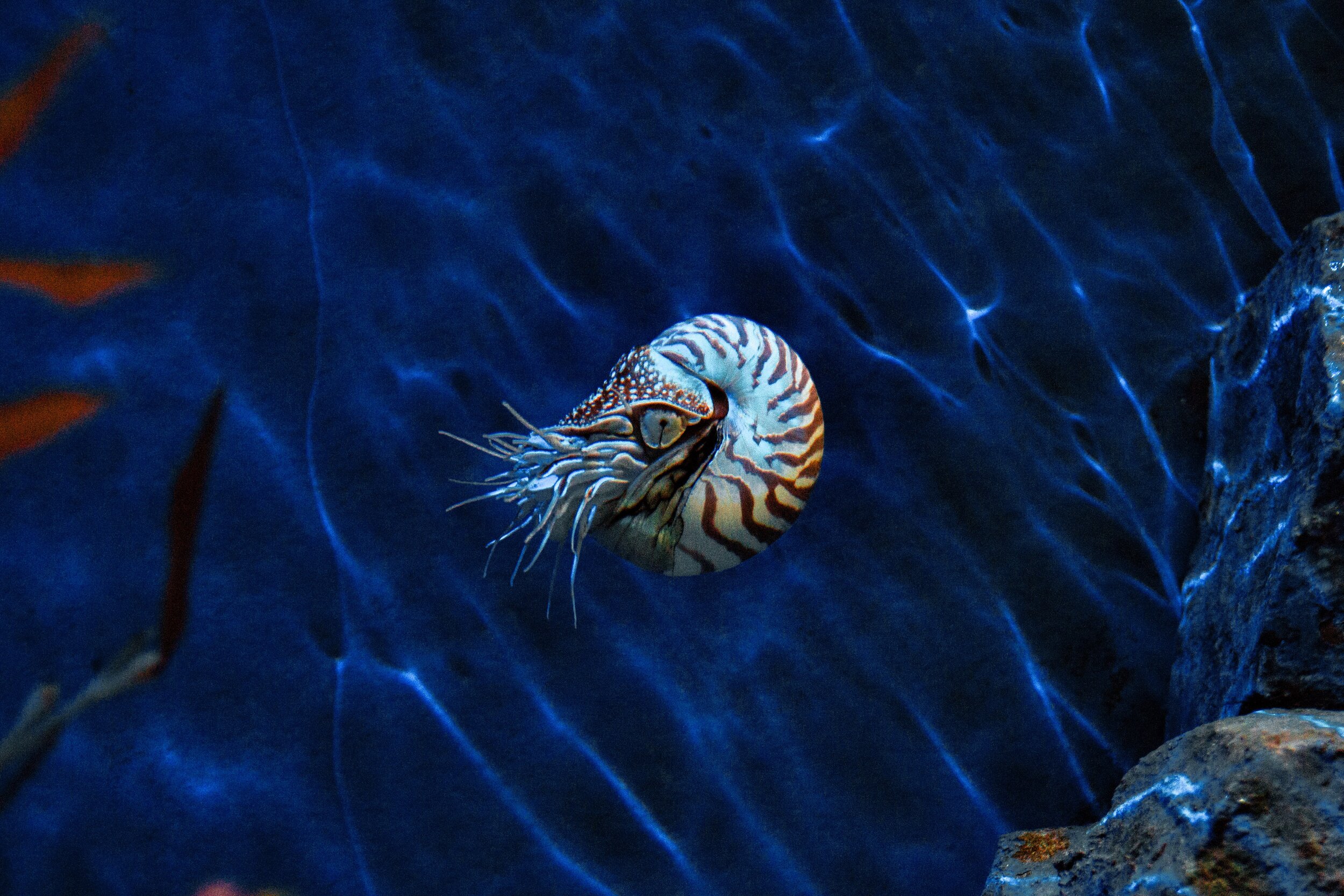 The Natural World Is an Elephant World - Nautilus