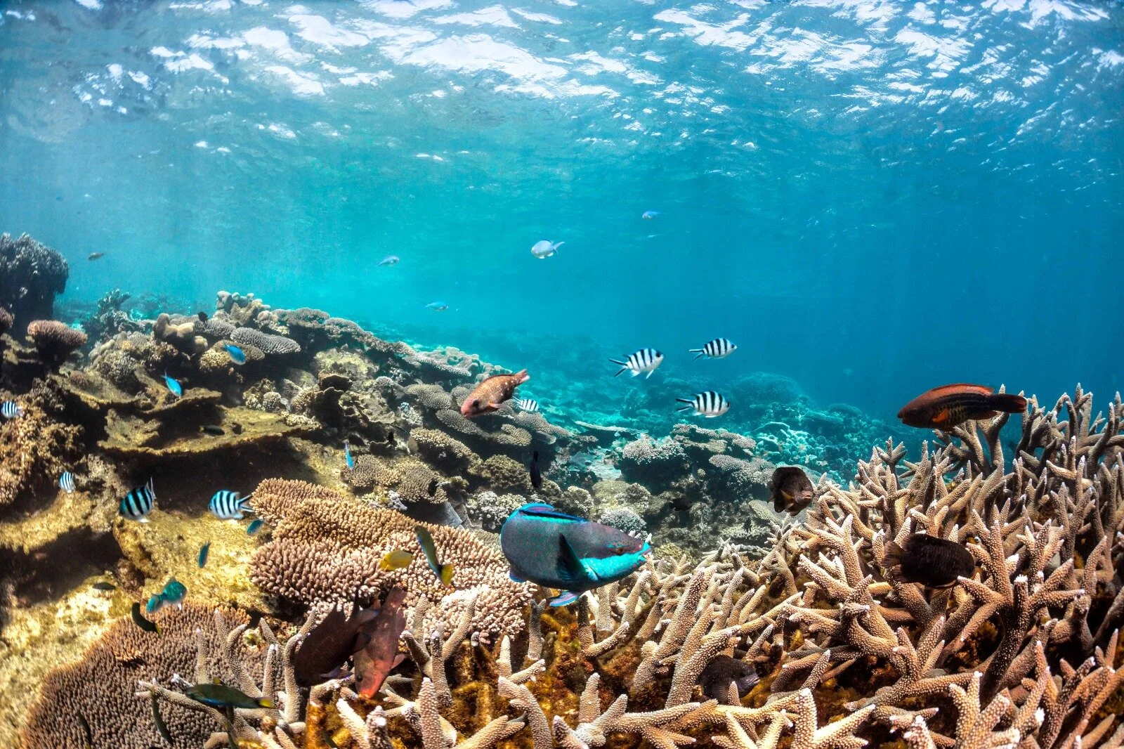 Coral Reefs: The Rainforests of the Sea