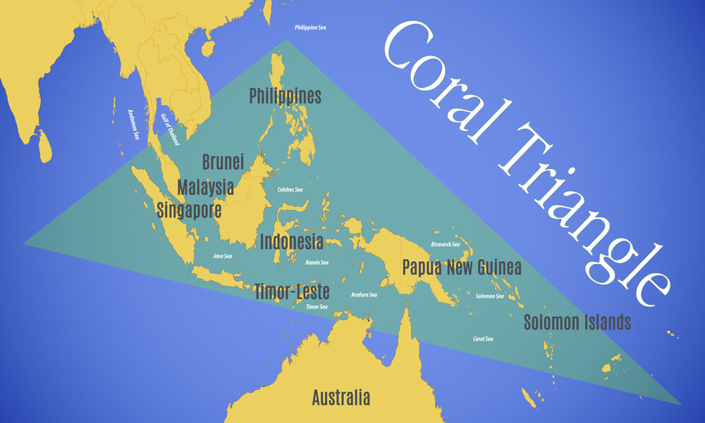The Coral Triangle: The Centre of Marine Biodiversity — The Marine Diaries