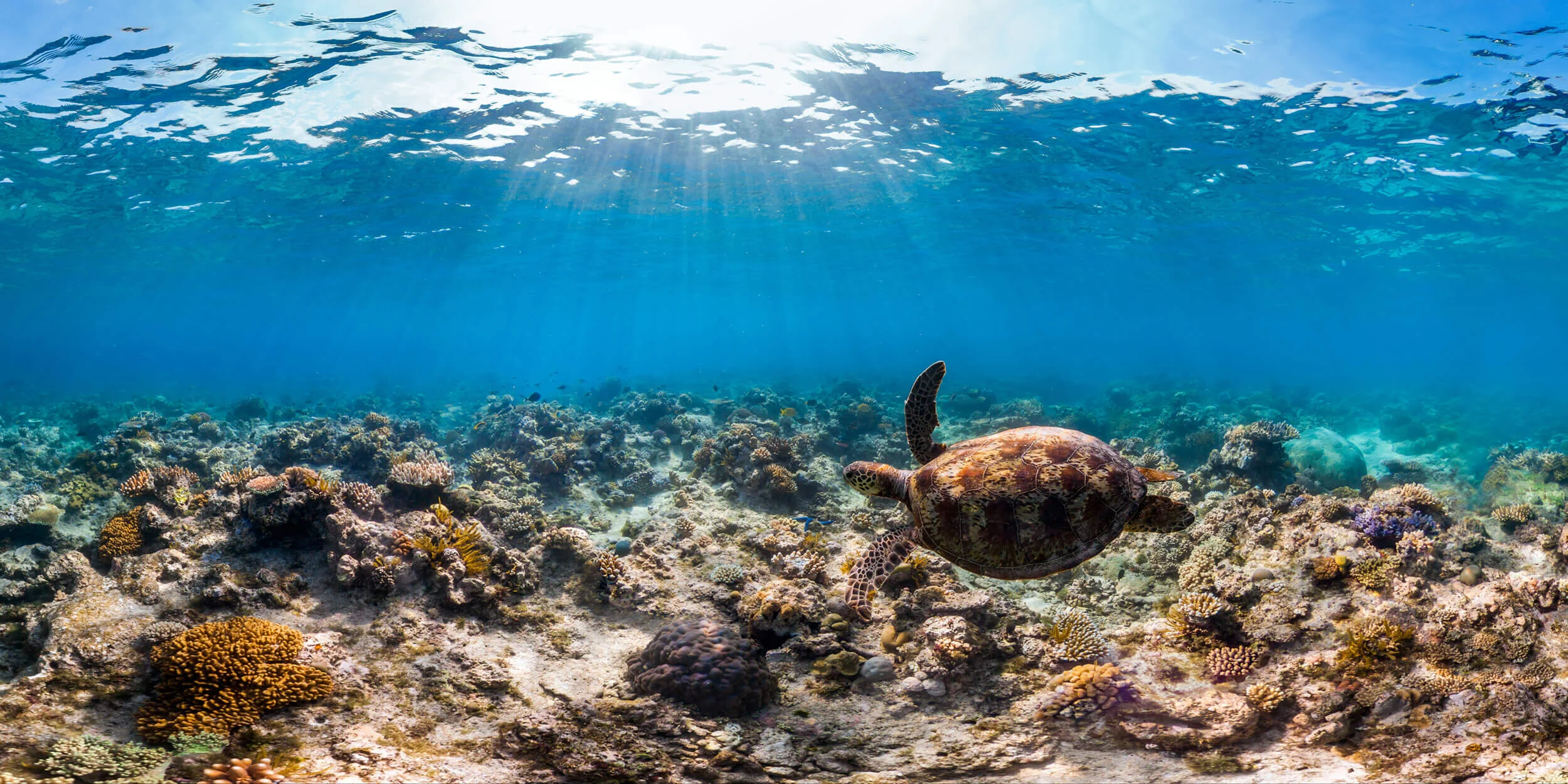 Our beautiful Great Barrier Reef is home to a wide array of marine life. Photo: Underwater Earth / XL Catlin Seaview Survey / Christophe Bailhache.