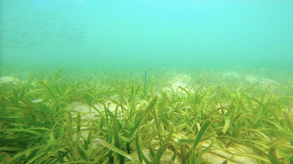 What is seagrass?