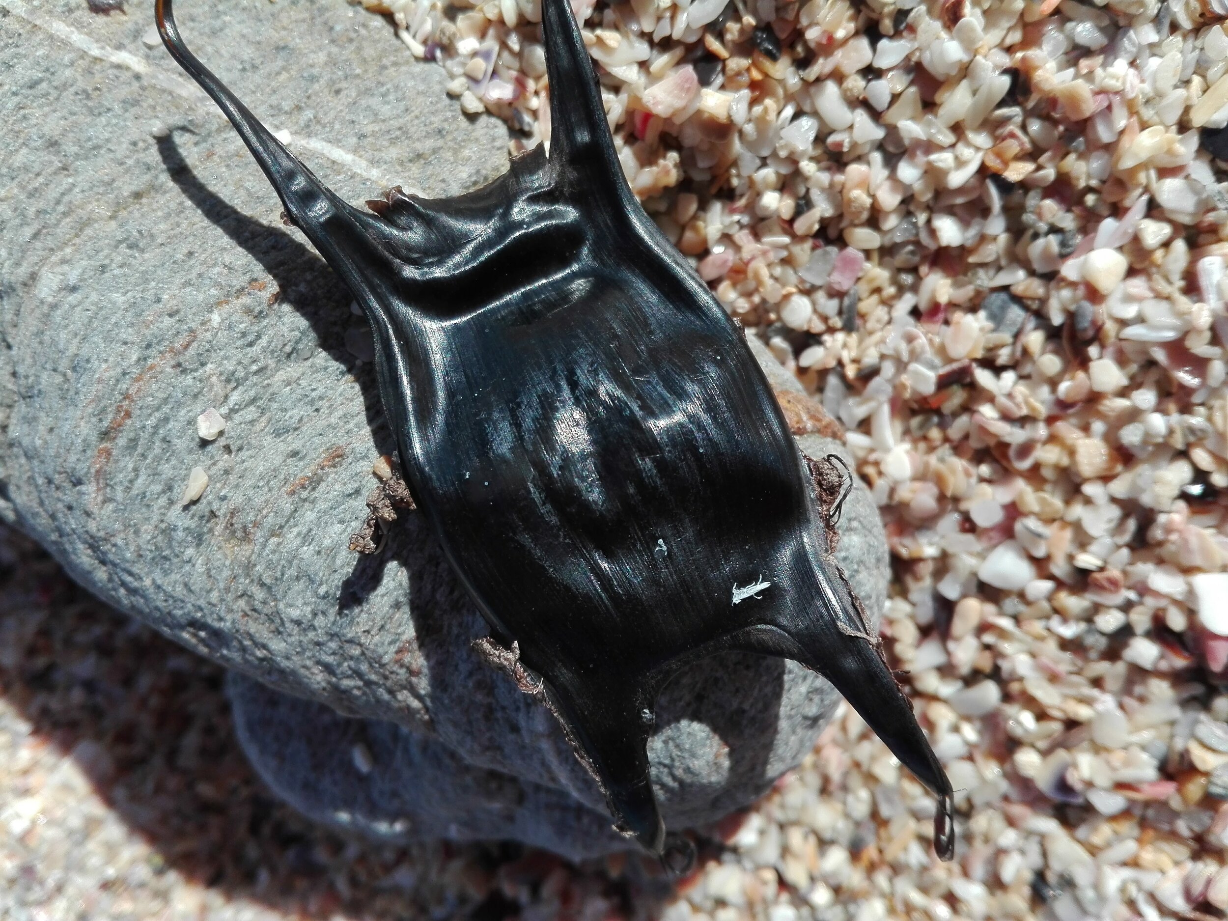 A big full shark egg mermaids purse isolated with shadow. dogfish, shark,  rays and skates all have mermaids purse with reproduction and offspring.  Stock Photo | Adobe Stock