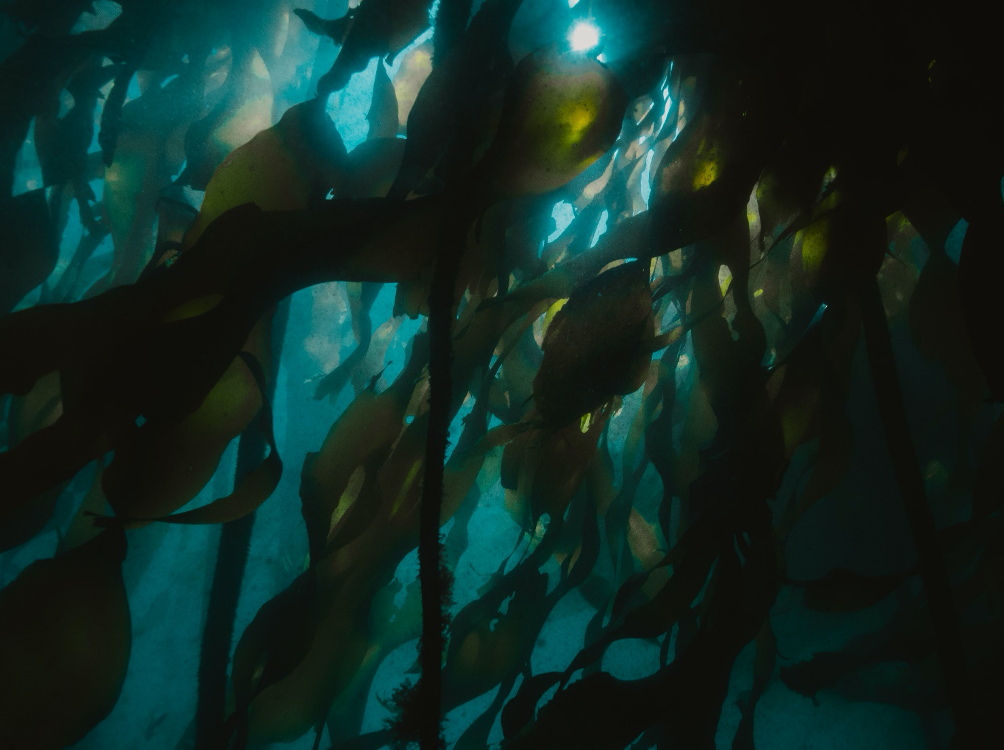 Salish Sea Symbiosis
