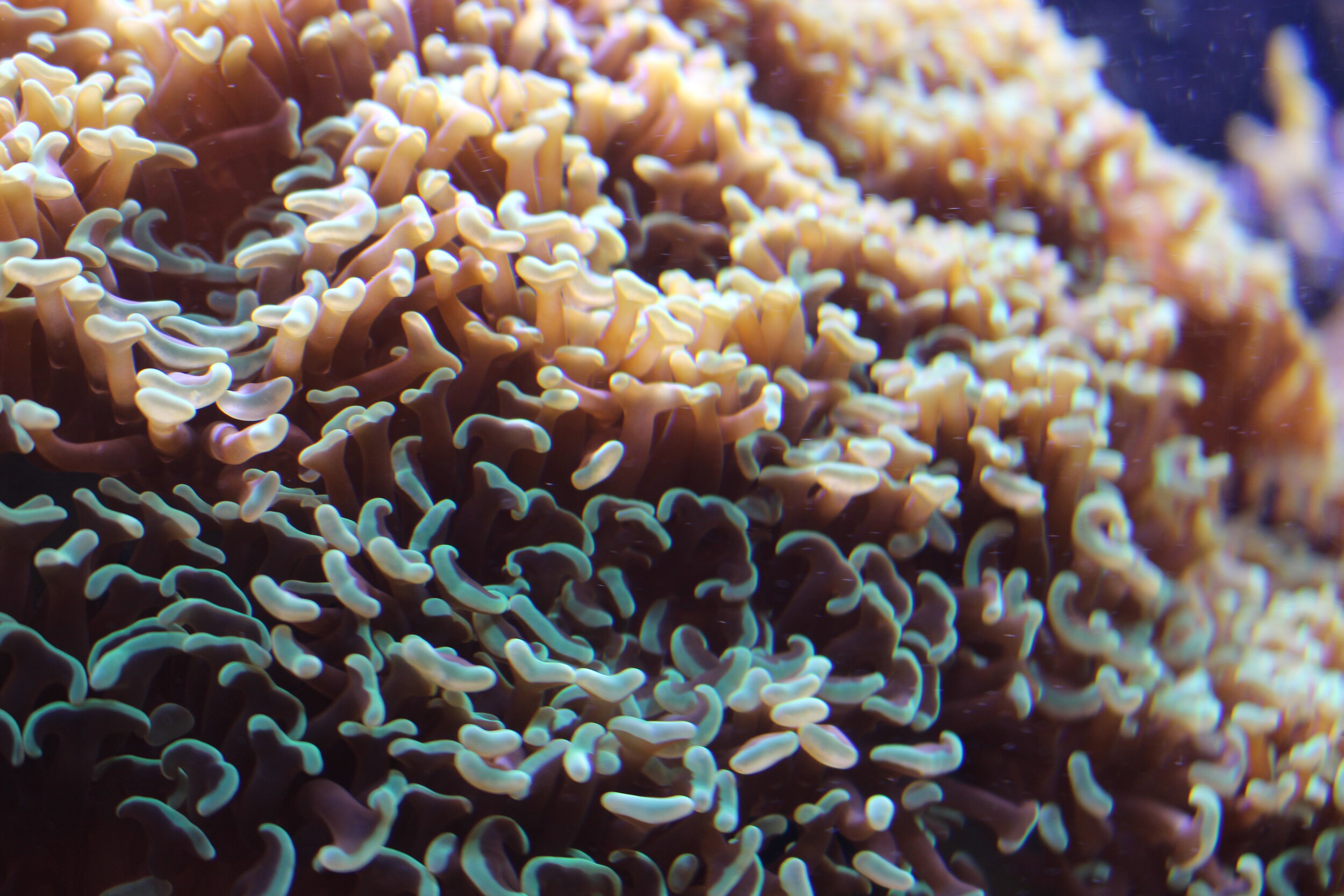 Coral 101: Spawning — The Marine Diaries