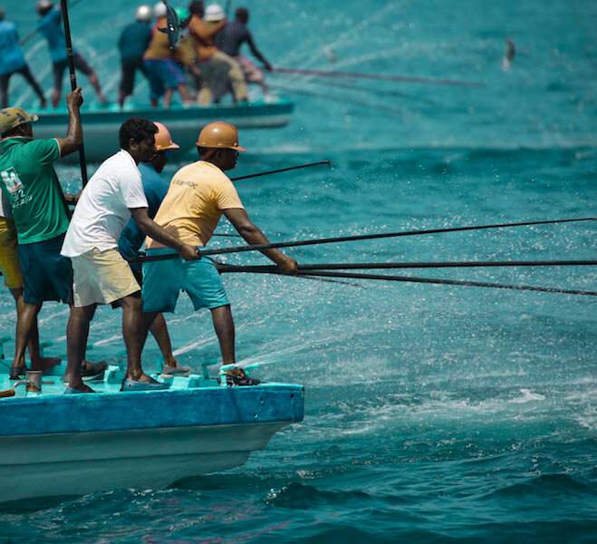 In the Maldives, the Virtues and Limitations of Pole-and-Line Tuna Fishing