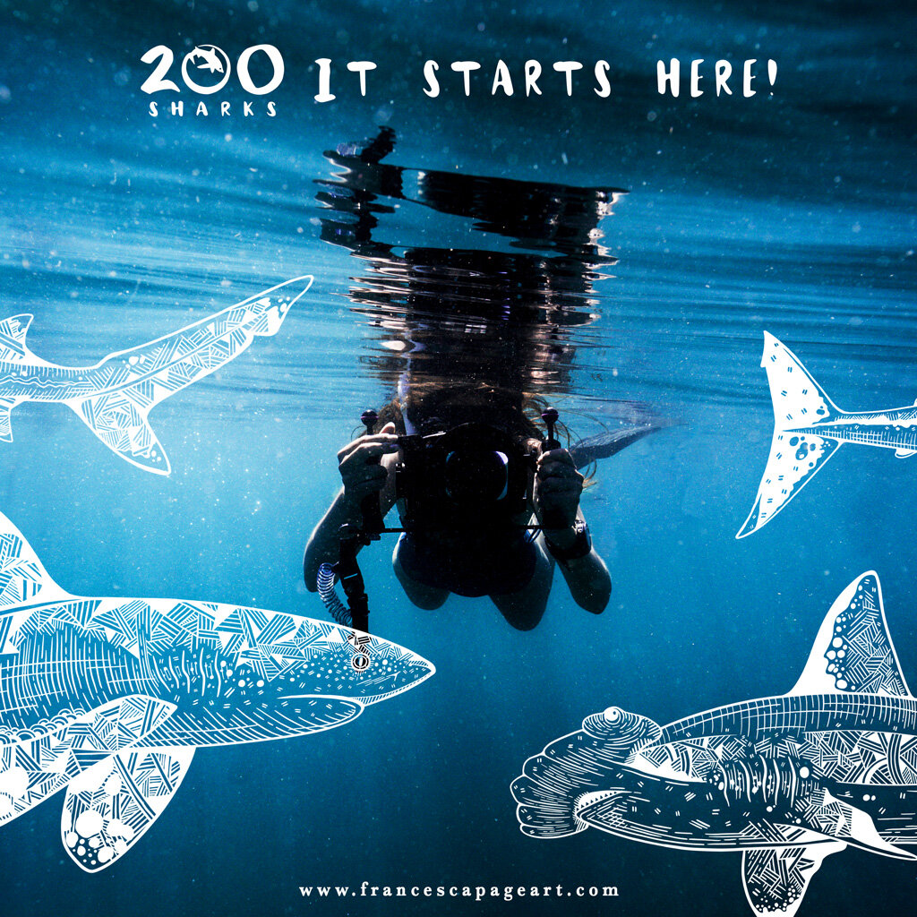 200-sharks-Francesca-Page-shark-conservation-it-starts-here.jpg
