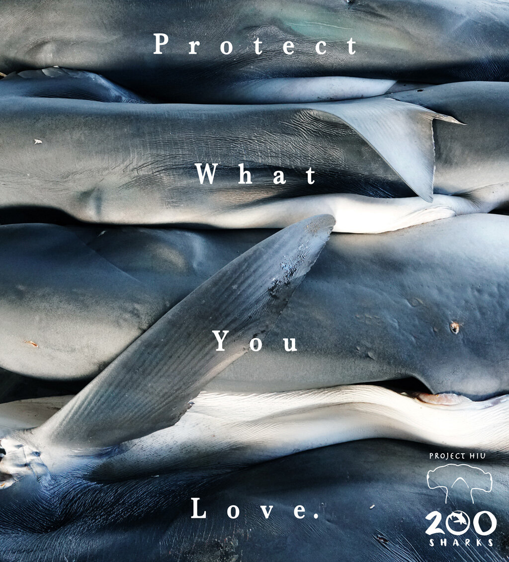 200-Sharks-Francesca-Page-protect-what-you-love-Shark-conservation.jpg