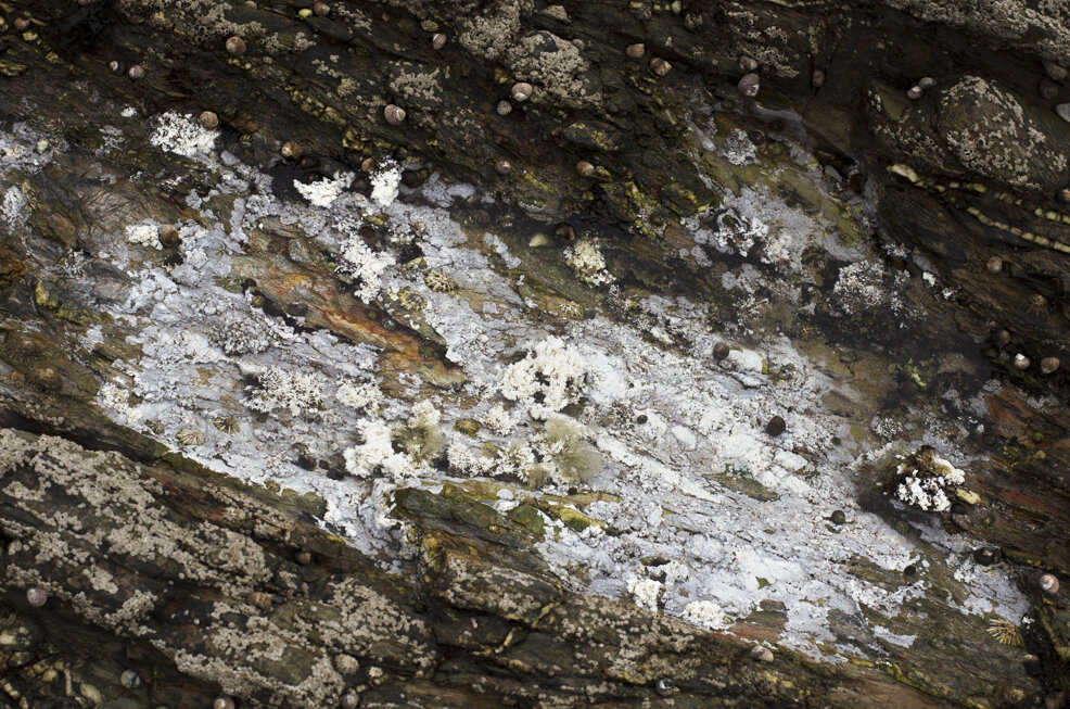 Bleached rock pool. Photo: Saskia Sicherman