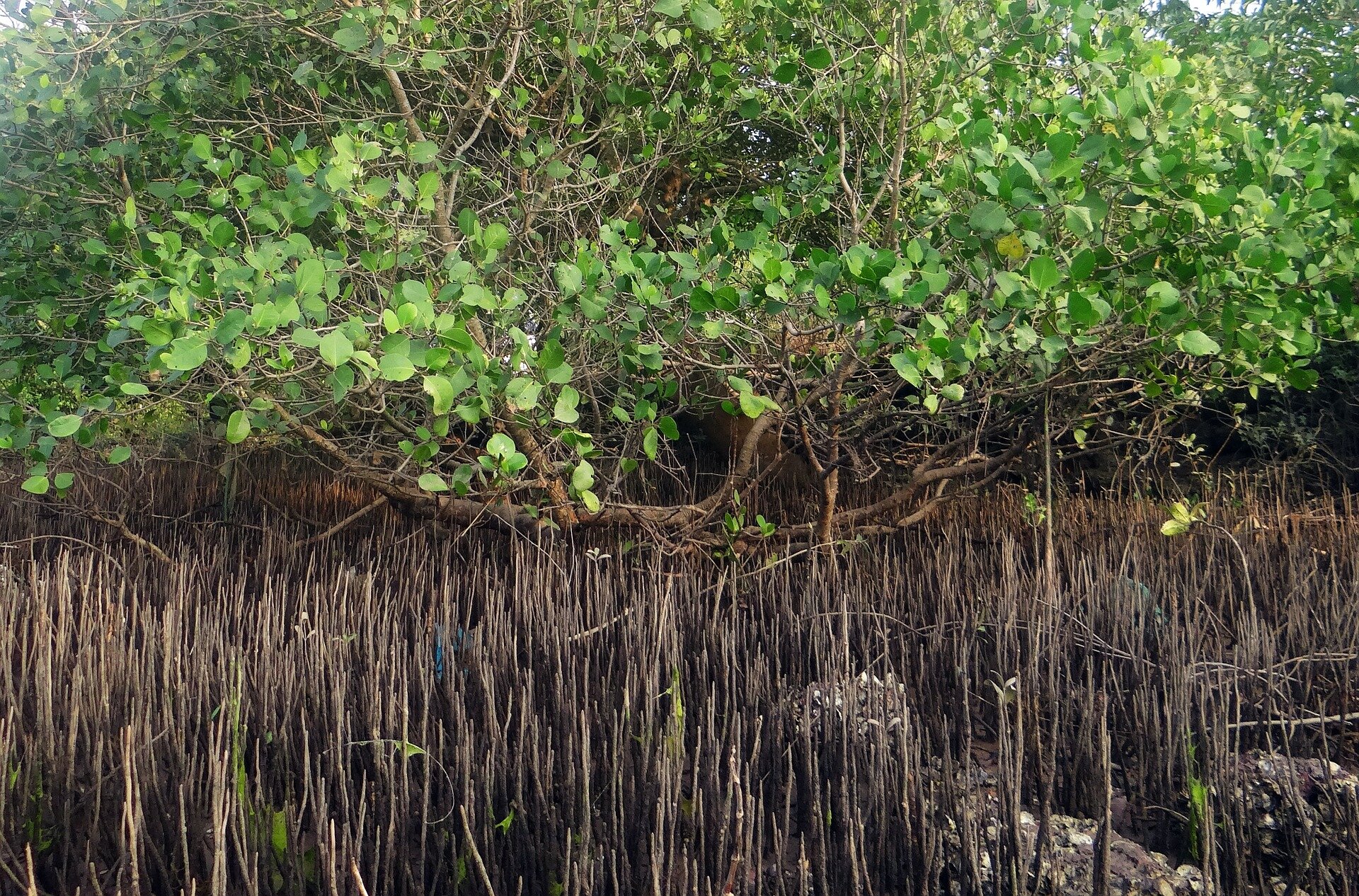 Mangroves The Forests — The Marine Diaries
