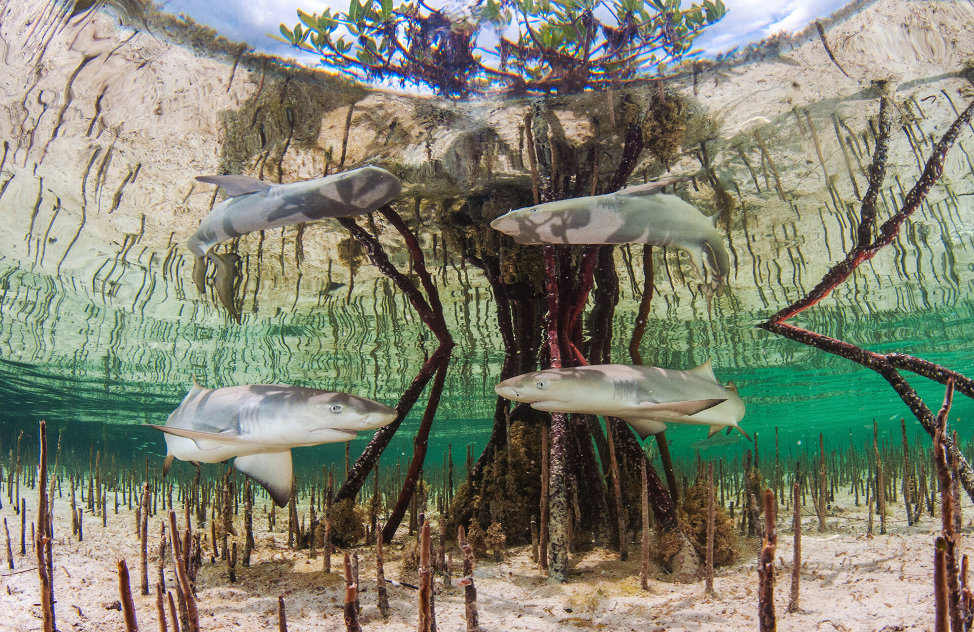 Mangrove Swamps Fish