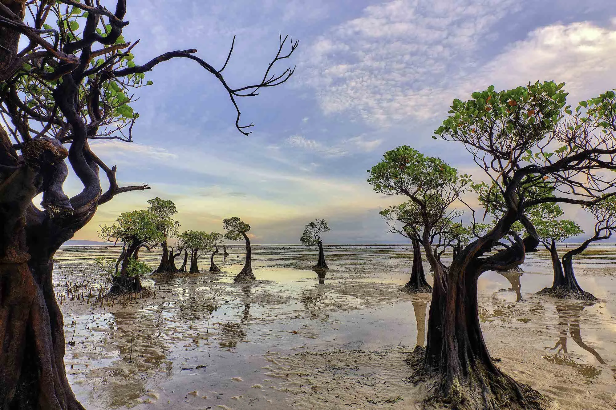 Mangrove Mania - The Ecosystem that Keeps on Giving