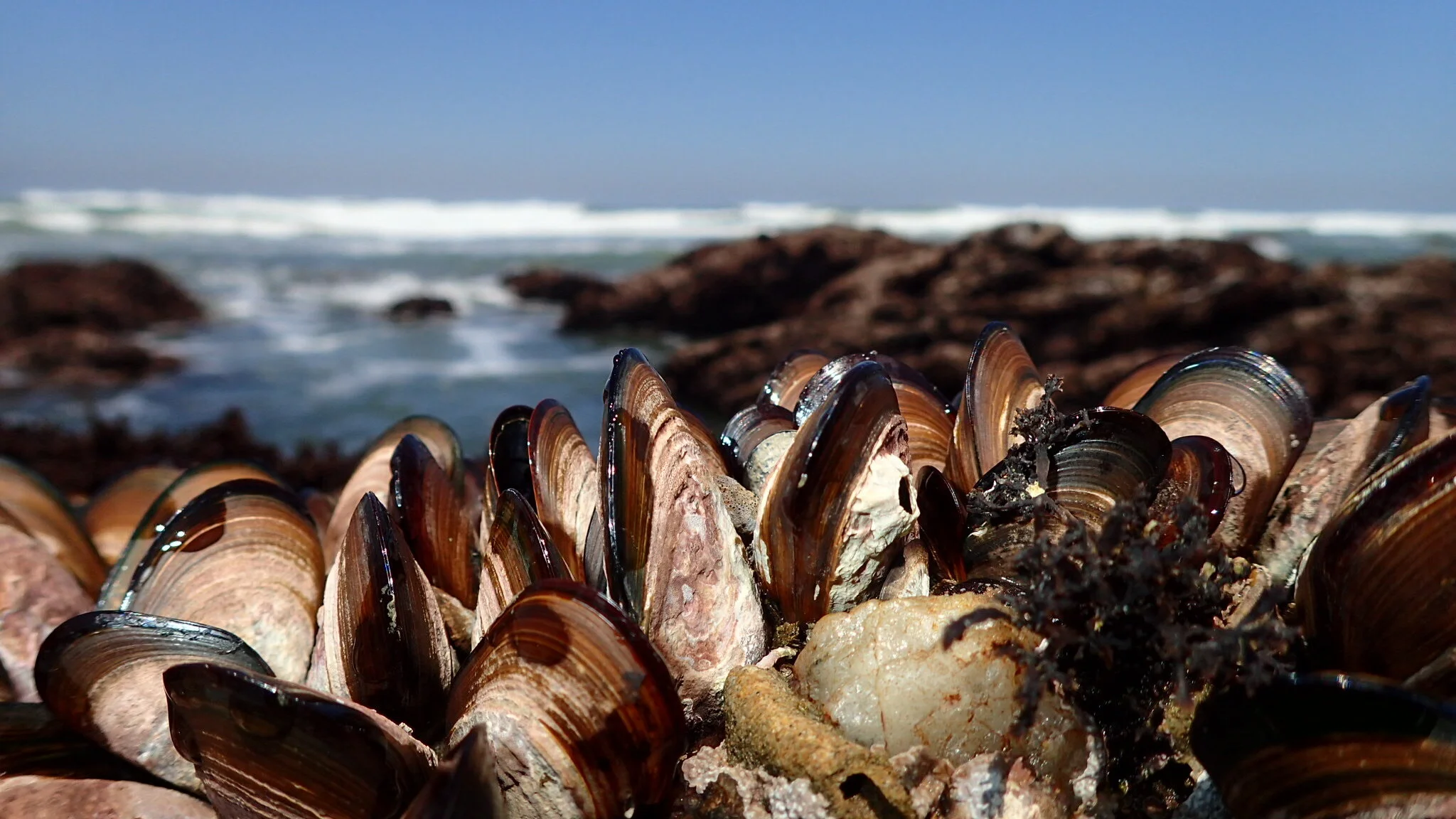 One fish, two fish, three fish, SHELLFISH?