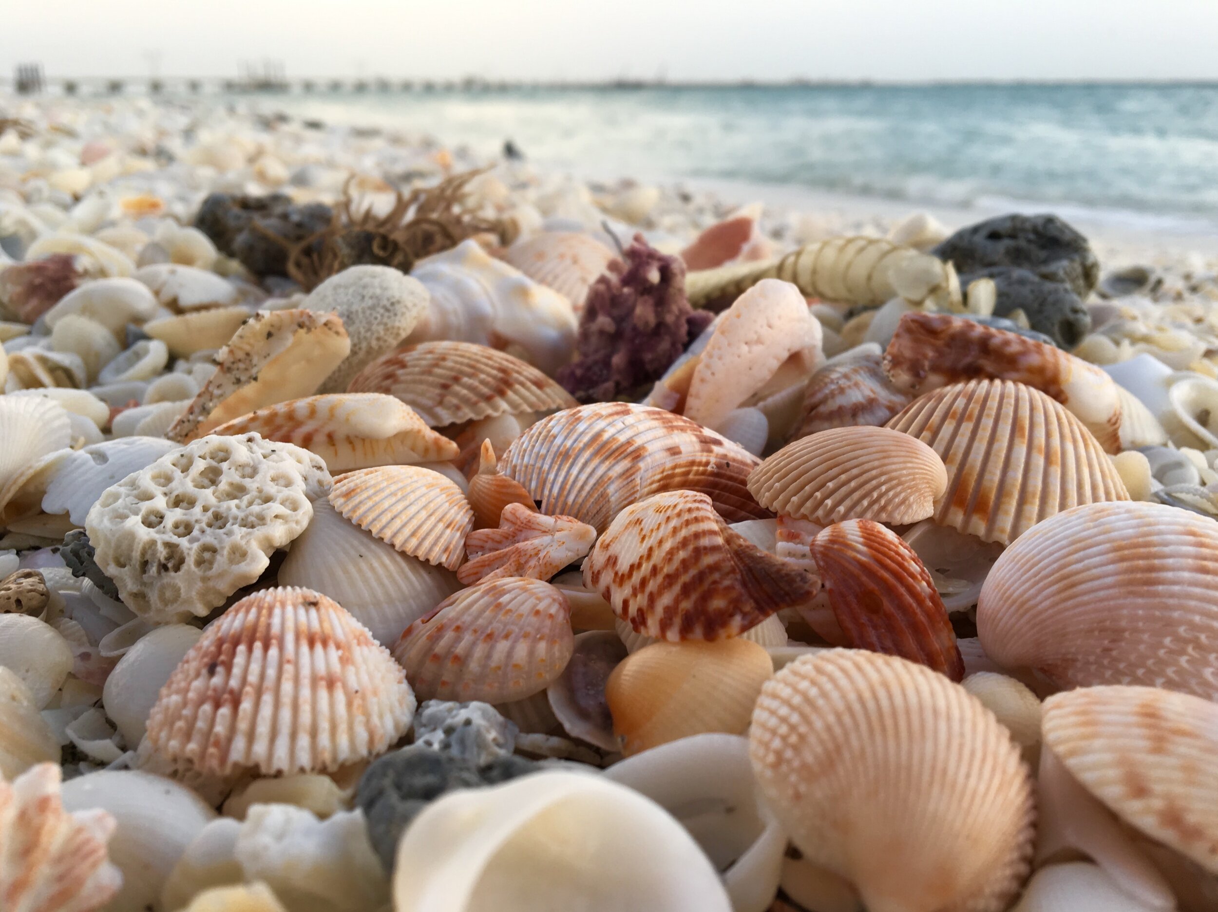 Ecosystem Services of Shellfish Reefs — The Marine Diaries
