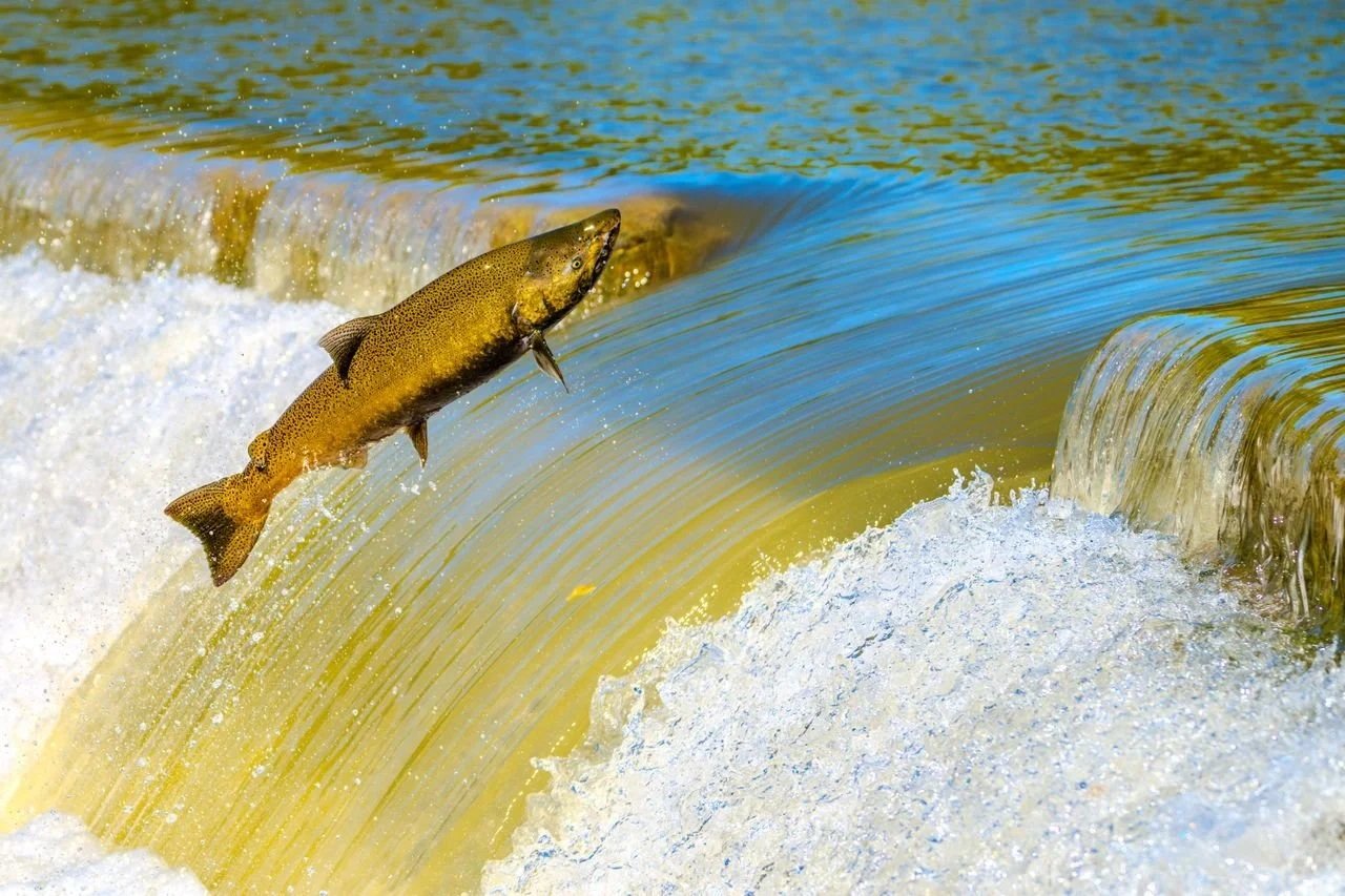 The Long Journey Home: How Human Activities Are Threatening Salmon Migration