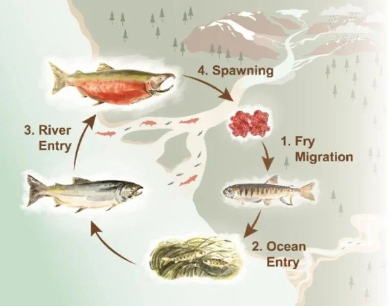 Salmon lifecycle