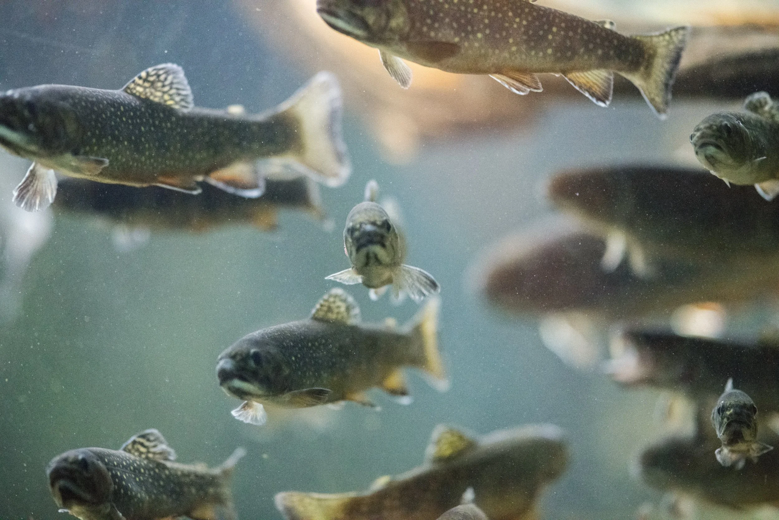 Trout is a common species cultivated in fish farms. Photo by John Werner on Unsplash.