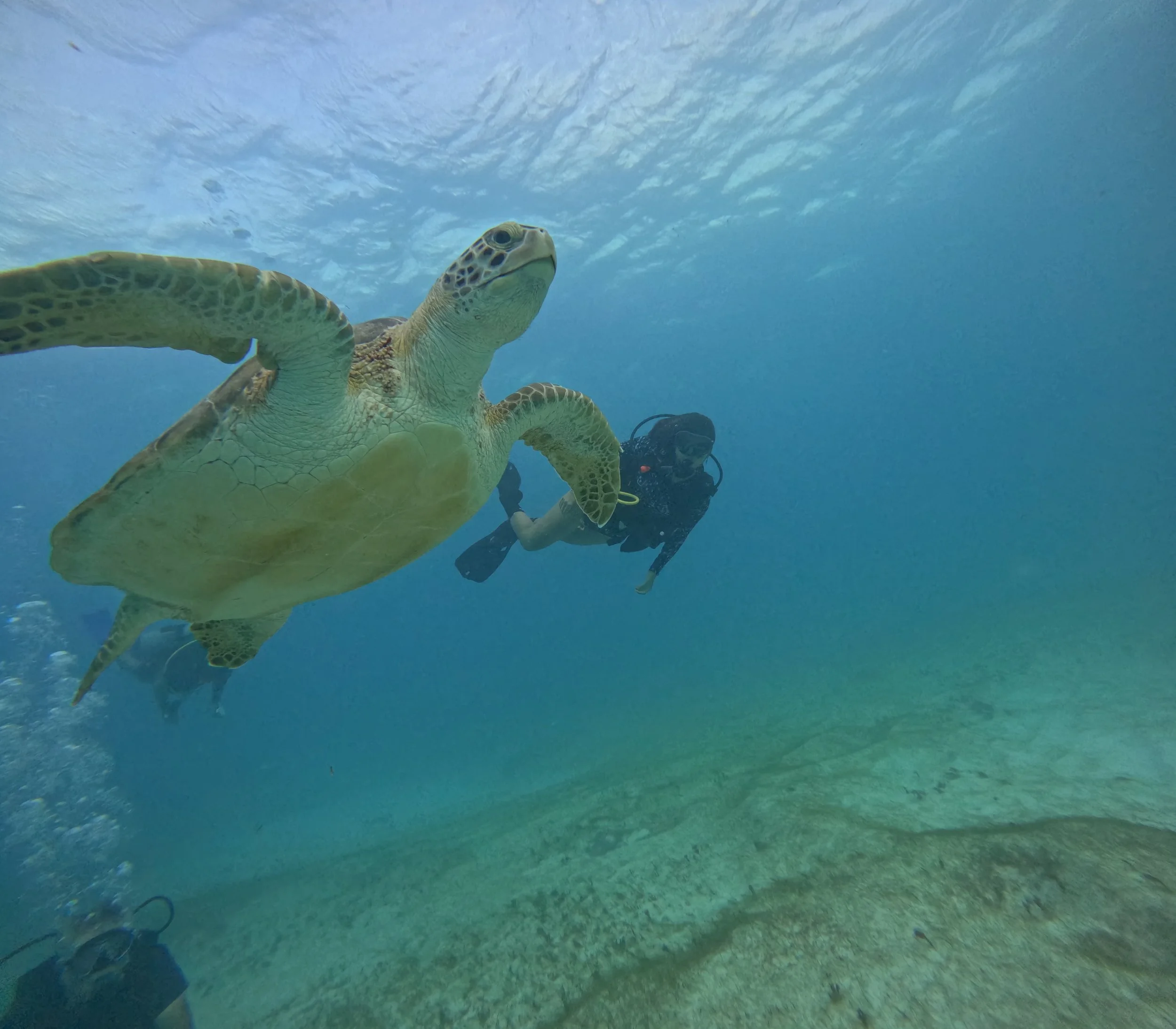 Diver seeing a turtle for the first time.